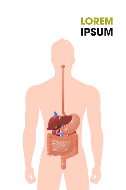 人間の内臓消化管構造消化器系医療ポスター肖像フラット垂直コピースペース プレミアムベクター