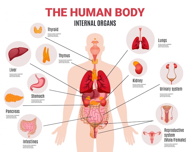 Human Internal Organs Infographic Poster Free Vector