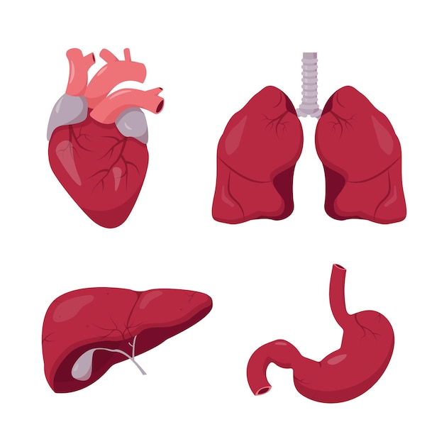 Premium Vector | Human internal organs set. heart lungs liver and ...