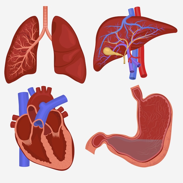 人間の内臓セット 肺 肝臓 胃 心臓の解剖学 プレミアムベクター