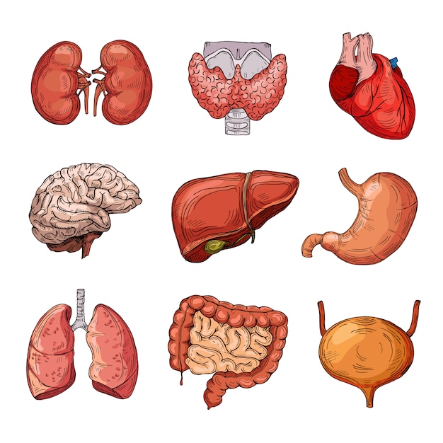 Premium Vector Human Internal Organs Set