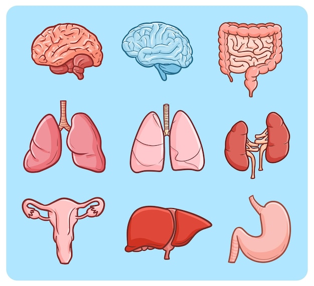 Organs Doodles Templates Drawings Illustration Diy Qu - Vrogue.co