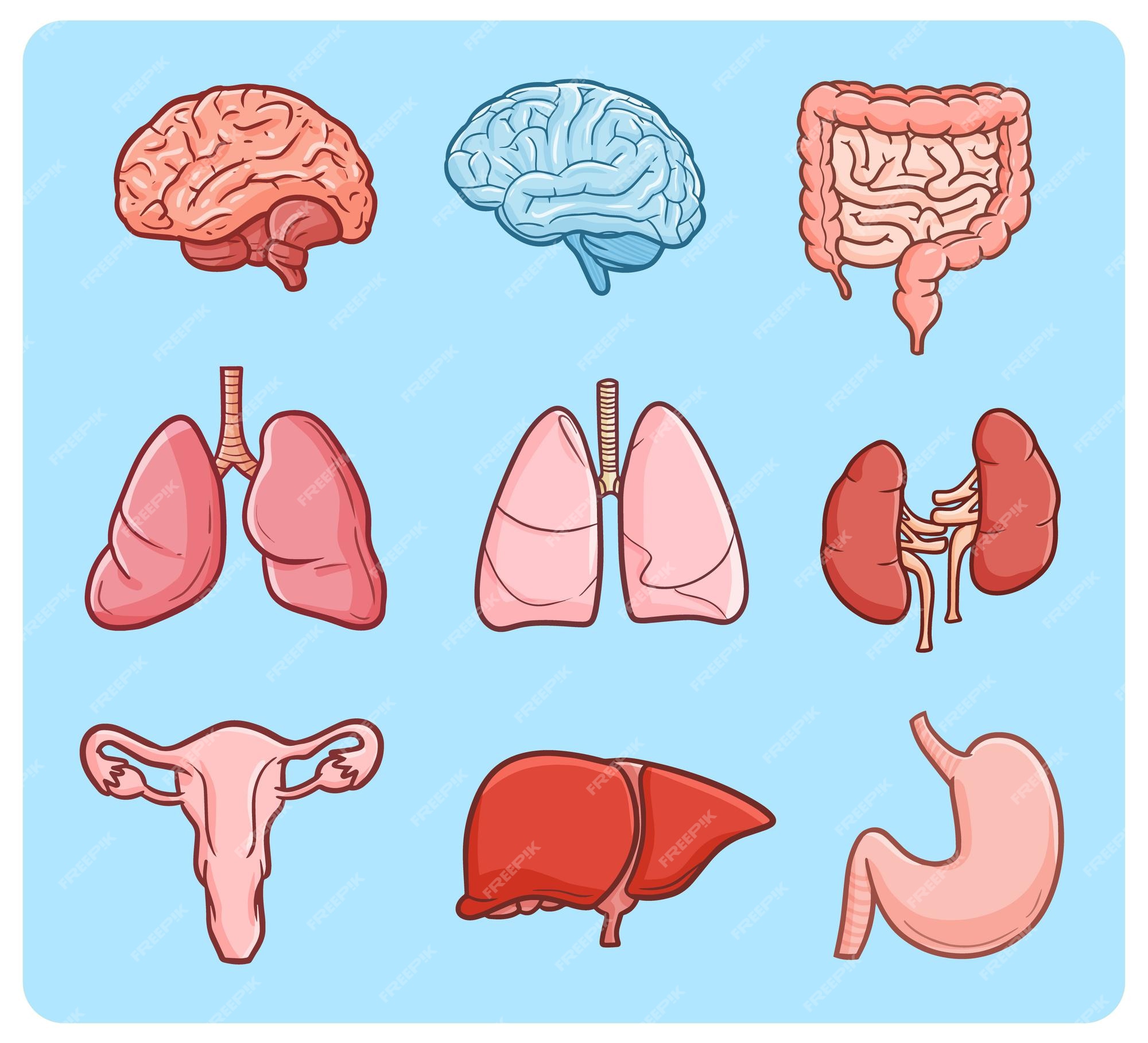 Premium Vector | Human internal organs in simple doodle style