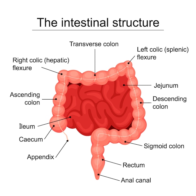 The human intestinal structure medical diagram, structure of the