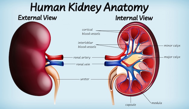 Human kidney anatomy diagram