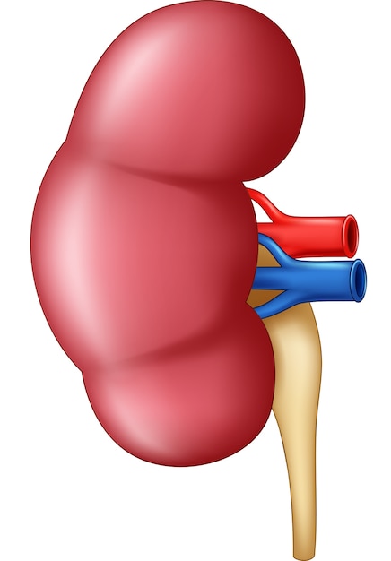 Анатомия почки человека в картинках