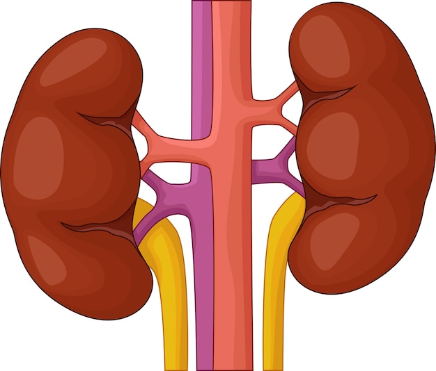 Premium Vector | Human kidney cartoon