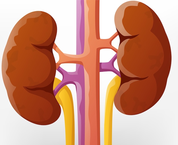 Premium Vector | Human kidney cartoon