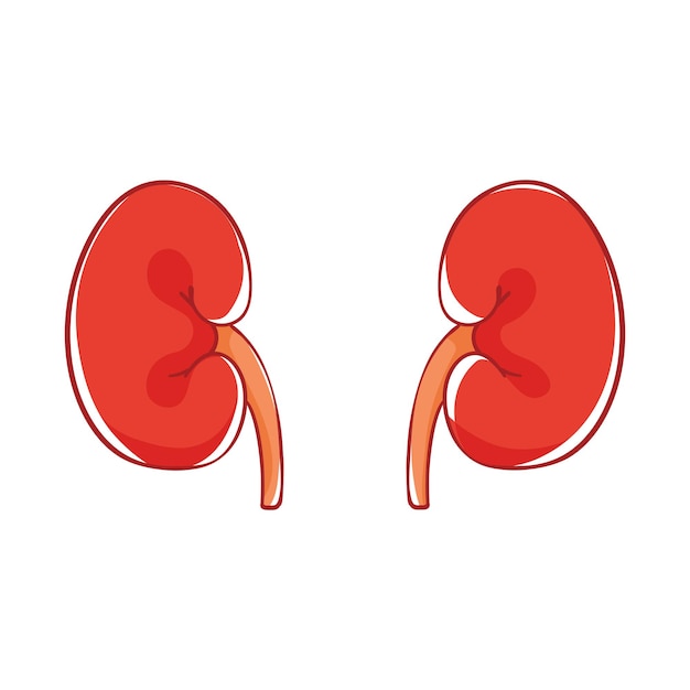 Premium Vector | Human kidneys in doodle style