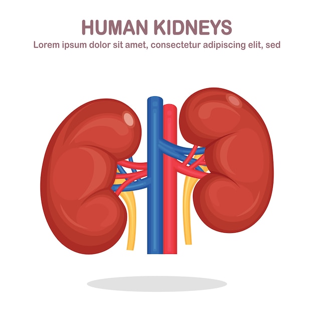 Premium Vector Human Kidneys With Artery And Vein Isolated On White Background Anatomy Of Internal Organs Medicine Flat Design