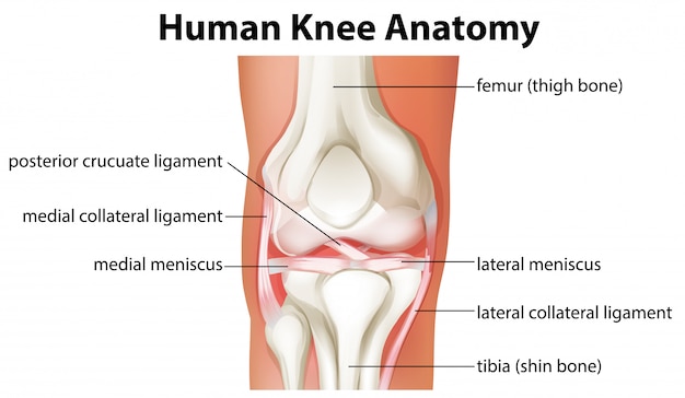 Human Knee anatomy Diagram