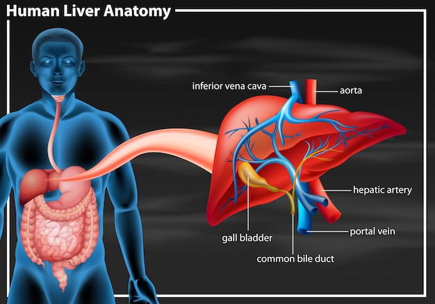 ヒト肝臓の解剖図 プレミアムベクター