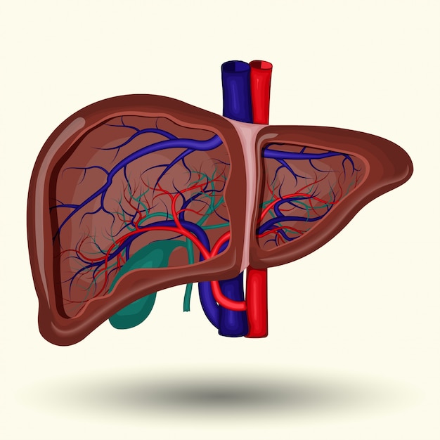 Premium Vector | Human liver icon