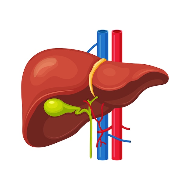背景の人間の肝臓 内臓 胆嚢 大動脈 門脈 肝管 医学の解剖学 プレミアムベクター