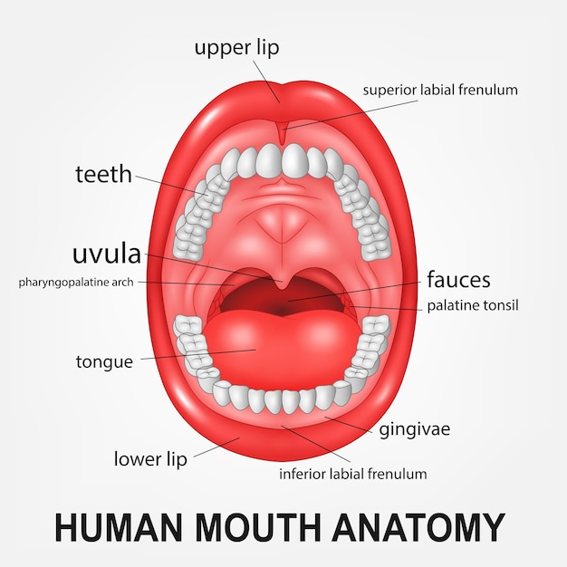 premium-vector-human-mouth-anatomy