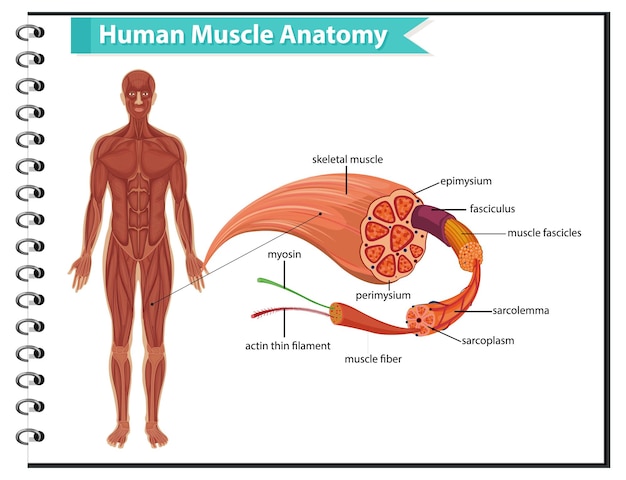 体の解剖学と人間の筋肉の解剖学 無料のベクター