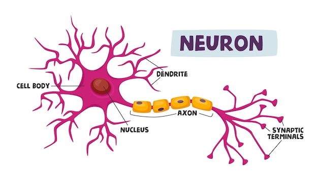axon to dendrite to cell body