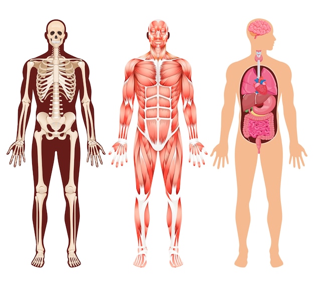 人間の臓器の骨格と筋肉系のイラスト プレミアムベクター