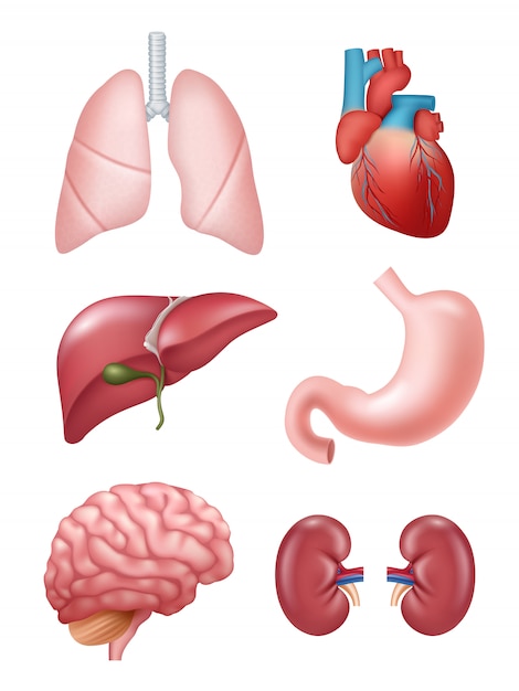 人間の臓器 解剖学的医療イラスト胃心臓腎臓脳イラスト プレミアムベクター
