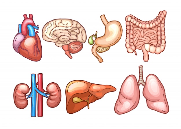 Human organs in cartoon style | Premium Vector