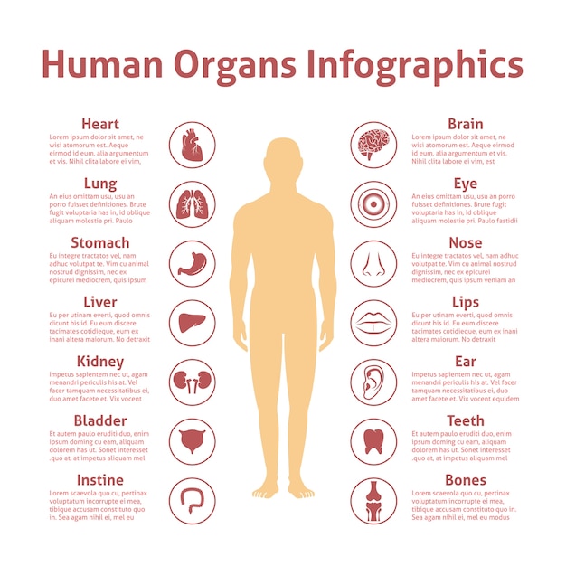 Free Vector | Human organs icons with male figure ...