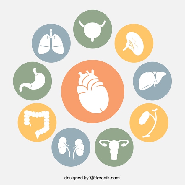 Human Organs Icons Free Vector