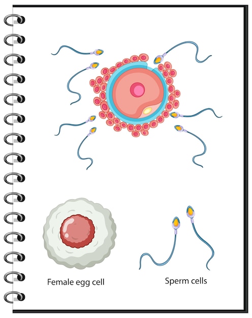 Free Vector Human Sex Cells Anatomy