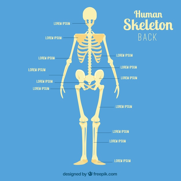 Human Bone Anatomy Back - Skeletal System The Skeletal System Human