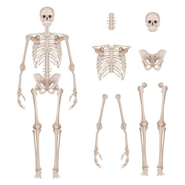 人間の骨格 体の部分の頭蓋骨の骨手足脊椎解剖学詳細なリアルなイラスト プレミアムベクター