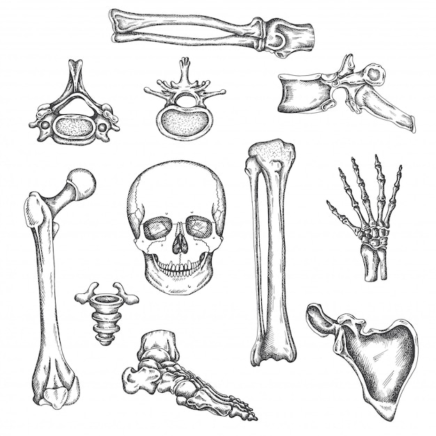 プレミアムベクター 人間の骨格 骨 関節 ベクタースケッチ分離イラスト 解剖学の骨セット 医療整形外科の写真 膝 頭蓋骨 脊椎の描画