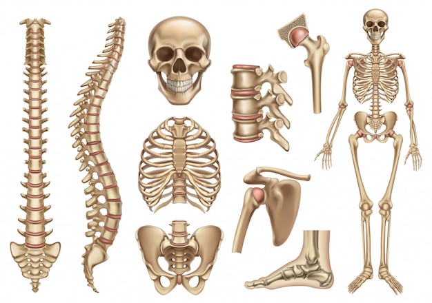 人間の骨格構造 頭蓋骨 脊椎 胸郭 骨盤 関節 解剖学と医学 3 Dアイコンセット プレミアムベクター
