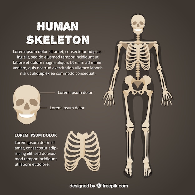 Html Skeleton Template