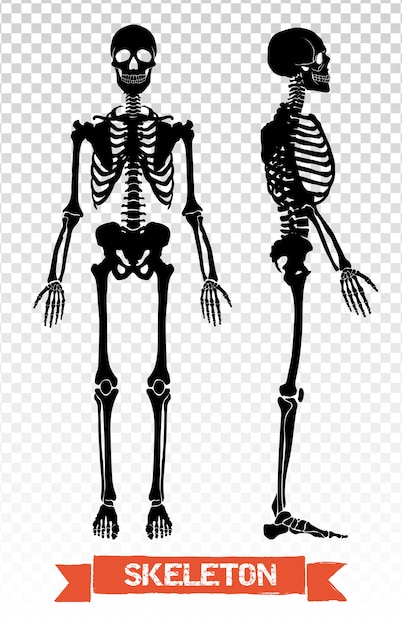 Download Human skeleton transparent set Vector | Free Download