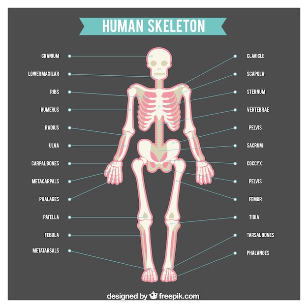 Free Vector Human Skeleton With Names Of Body Parts