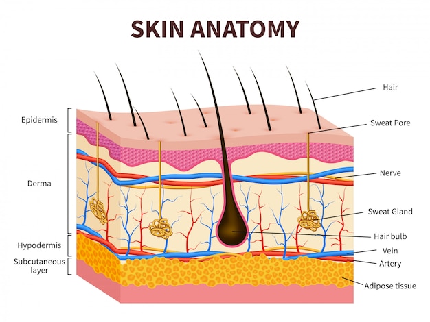 人間の皮膚 毛包 汗 皮脂腺のある表皮の層 健康な皮膚の解剖学医療イラスト プレミアムベクター