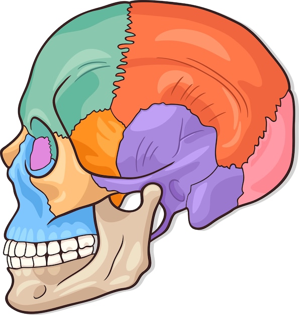 Premium Vector Human Skull Diagram Illustration 5986