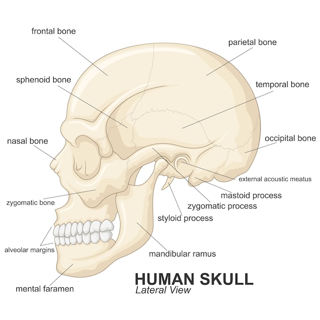 Premium Vector | Human skull lateral view with explanation
