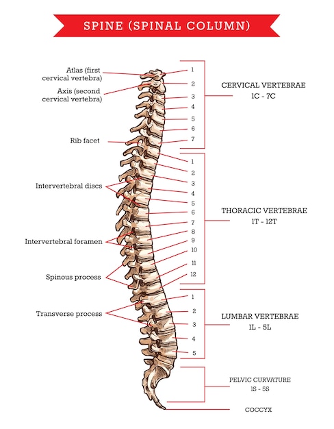 How many vertebrae are there in the human spinal column Premium Vector Human Spine Bones Anatomy Sketch Of Skeleton Backbone Or Vertebral Column Cervical Thoracic And Lumbar Vertebrae Pelvic Curvature And Coccyx Rib Facet Intervertebral Discs And Foramen