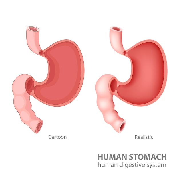 Premium Vector | Human stomach in cartoon and realistic