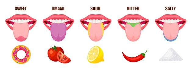 Premium Vector  Human tongue basic taste areas. five taste zones in a 