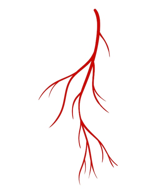 Premium Vector | Human veins. red silhouette vessel, arteries or ...