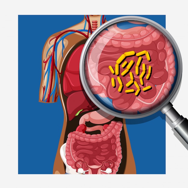 Premium Vector | Human with intestinal flora