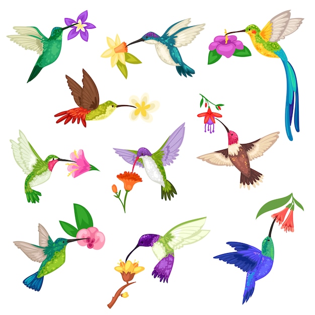 白い背景の熱帯でハチドリを飛んでの自然野生生物イラストセットのエキゾチックな花の美しいバーディー翼を持つハチドリ熱帯ハミング鳥キャラクター プレミアムベクター