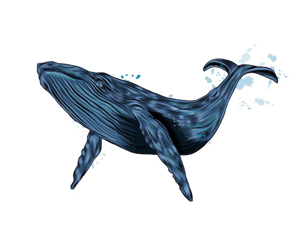 ザトウクジラ 水彩画のスプラッシュからのシロナガスクジラ 色付きの描画 リアル プレミアムベクター