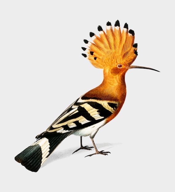 Huppe commune (hoopoe) illustrated by charles dessalines d'orbigny (1806-1876). Free Vector