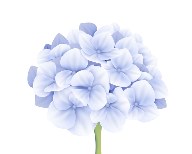 Hydrangea Flowers Free Vectors Stock Photos Psd