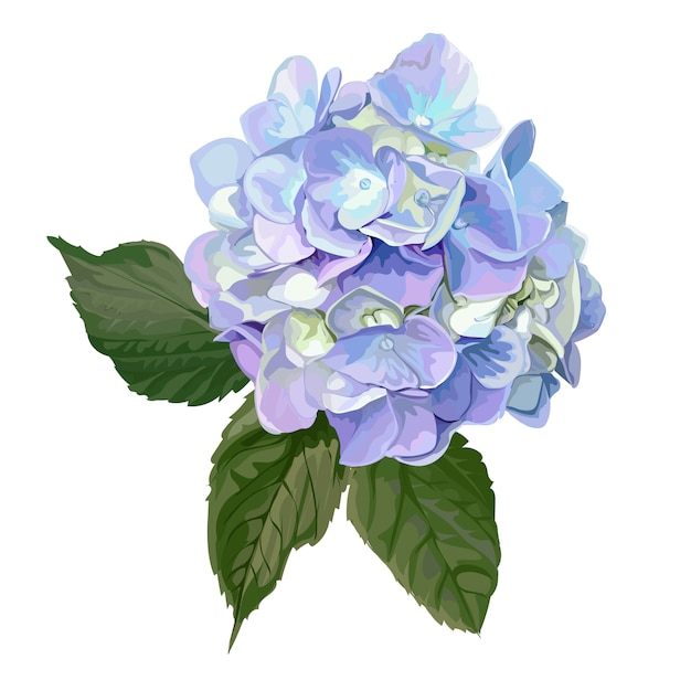 Premium Vector | Hydrangea flower on white