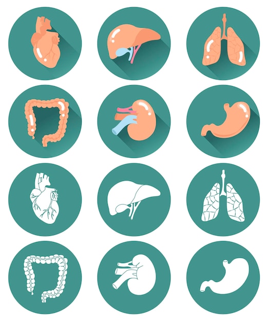 Premium Vector Icons With Internal Organs In Rounds Lungs Heart Liver