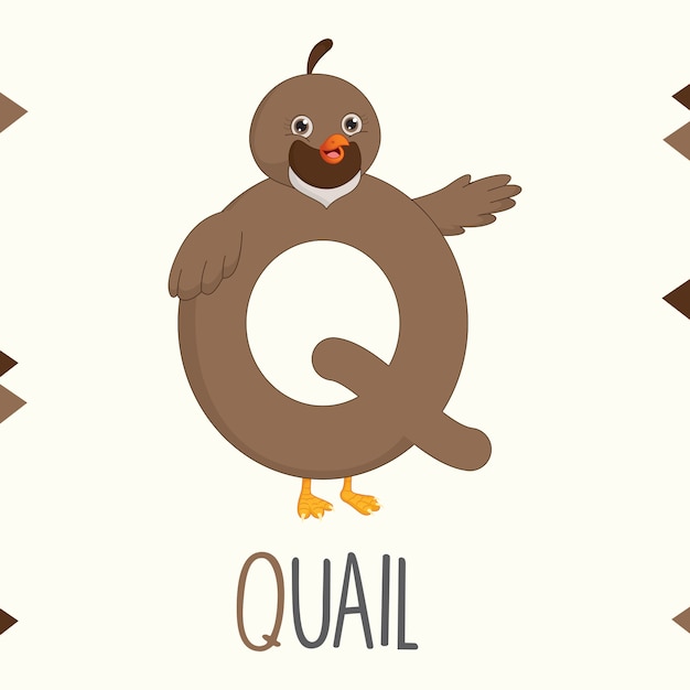 Premium Vector | Illustrated alphabet letter q and quail