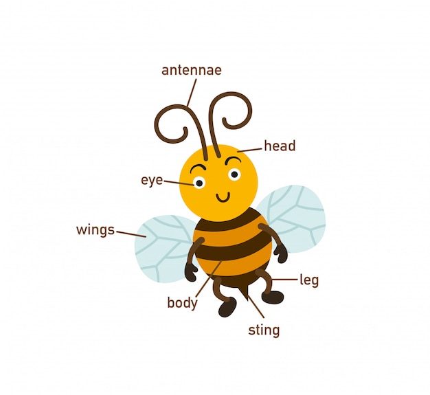 Premium Vector Illustration Of Bee Vocabulary Part Of Body Write The Correct Numbers Of Body Parts Vector